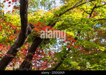 Japon, Kyoto, Arashiyama, couleurs d'automne au temple Adashino Nenbutsu-Ji Banque D'Images