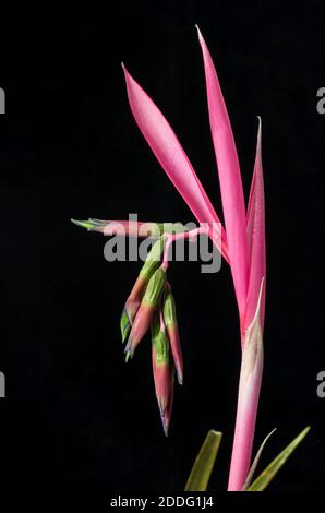 Gros plan de la fleur de Nutans de Billbergia sur fond noir Banque D'Images