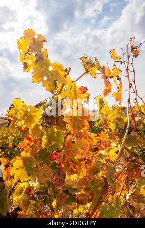 Feuilles de raisin multicolores de vignoble d'automne au soleil lumière de gros plan. Israël Banque D'Images