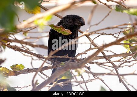 Ani à bec lisse de l'espèce Crotophaga ani Banque D'Images