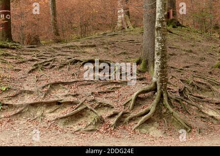 Les racines des arbres sortent du sol dans la forêt. Banque D'Images