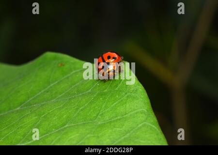 Coccinelle rampant sur une feuille verte Banque D'Images