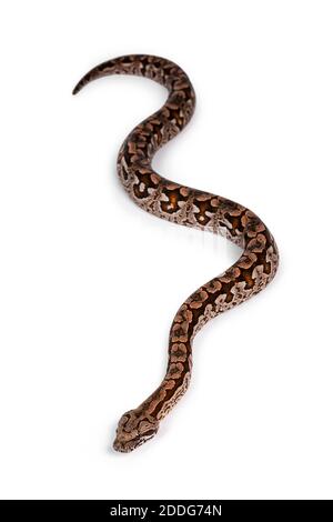 Vue de dessus pleine longueur du boa de Dumeril alias Agrantophis dumerili serpent. Isolé sur fond blanc. Banque D'Images