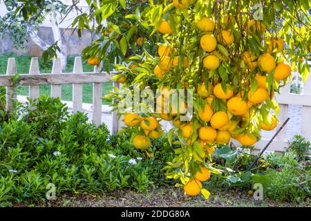 Beaucoup de mandarins de couleur orange sur une seule branche accrochée et balançant dans le vent. Fond naturel et coloré de nourriture Banque D'Images