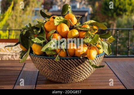Un panier rempli de mandarines fraîches avec des feuilles décorant une table en bois. La lumière du soleil tombe sur les fruits. En arrière-plan de verdure Banque D'Images