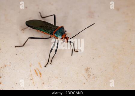 Foliaire à pied Bug de l'espèce Sphictyrtus chrysis Banque D'Images