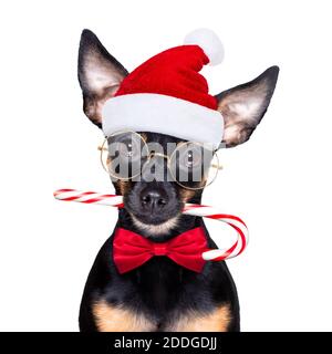 christmas prague ratter , prager hotler chien du père noël avec canne à sucre bâton, isolé sur fond blanc, comme une surprise Banque D'Images
