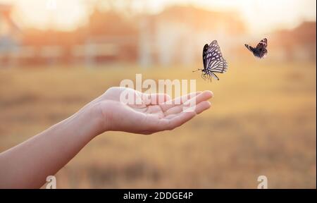 La jeune fille libère le papillon du pot, golden blue moment concept de liberté Banque D'Images