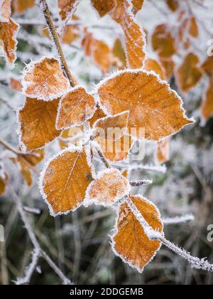 Feuilles congelées accrochées à un arbre à la mi-hiver décembre ROYAUME-UNI Banque D'Images