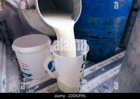 Un agriculteur verse du lait cru de la ferme laitière dans un contenant destiné à la vente à des industries ou au marché. Banque D'Images