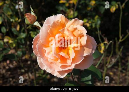 Roses couleur pêche, une ouverture et une en pleine fleur Banque D'Images