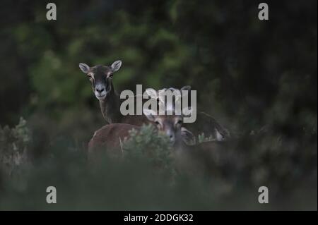 Troupeau de avec mouflon pâturage dans les bois verts et regarder l'appareil photo Banque D'Images