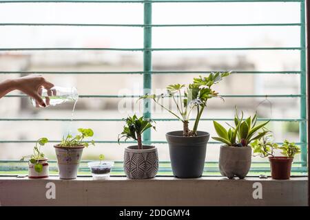 Main courte non reconnaissable de femme avec pot en verre arrosoir vert plantes de maison en pot placées sur le rebord de fenêtre à la maison Banque D'Images