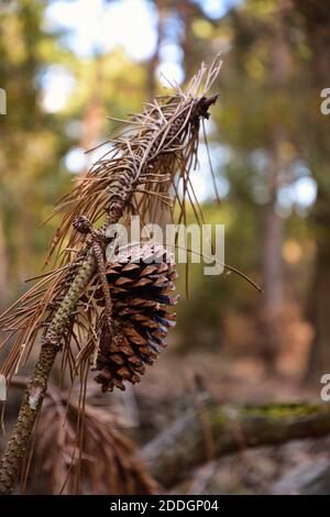 cônes de pin suspendus sur la branche Banque D'Images
