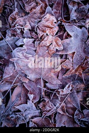 Feuilles congelées Banque D'Images