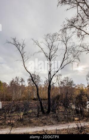 Des bouleaux argentés et des buissons grillés ont été détruits par un incendie de bruyère dans la réserve naturelle de Whitmoor et de Rickford Commons à Worplesdon, Guildford, Surrey Banque D'Images