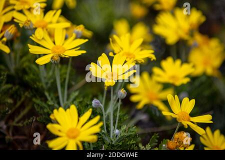 Pâquerettes fleurs sauvages champ de couleur jaune, vue rapprochée, fond complet Banque D'Images