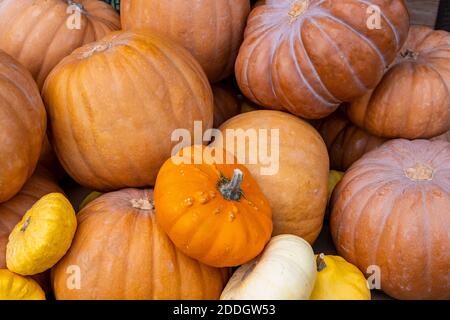 Fond de variété de citrouilles. Concept de Thanksgiving. Des citrouilles empilées sur un marché agricole en novembre Banque D'Images