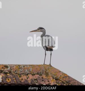Merton, Londres, Royaume-Uni. 25 novembre 2020. Un héron gris se dresse sur les carreaux de crête d'une maison de banlieue sur fond de ciel gris. Crédit : Malcolm Park/Alay Live News. Banque D'Images