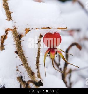 Accent sélectif sur la baie rouge mûre dépolie de la hanche roséale médicale sur le bush recouvert de flocons de neige et de cristaux de glace après chute de neige Banque D'Images