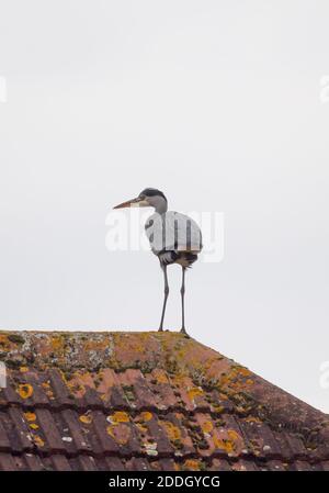 Merton, Londres, Royaume-Uni. 25 novembre 2020. Un héron gris se dresse sur les carreaux de crête d'une maison de banlieue sur fond de ciel gris. Crédit : Malcolm Park/Alay Live News. Banque D'Images