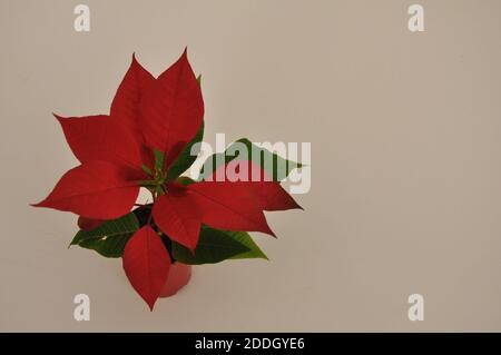 Fleur de Noël, fleur avec feuilles rouges et vertes, nom scientifique Euphorbia pulcherrima, vue de dessus, sur fond blanc, avec espace copie, Brasdi, Sou Banque D'Images