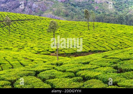 Kerala, Inde. Plantations de thé à Munnar, Kerala en Inde avec des montagnes à l'arrière-plan. Forêt verte en fin de soirée Banque D'Images