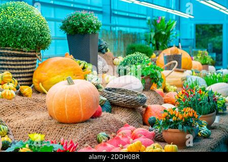 Festival de récolte de légumes, grande citrouille d'orange rayée, piments en pot, fleurs de bruyère. L'automne encore, toile de fond Banque D'Images