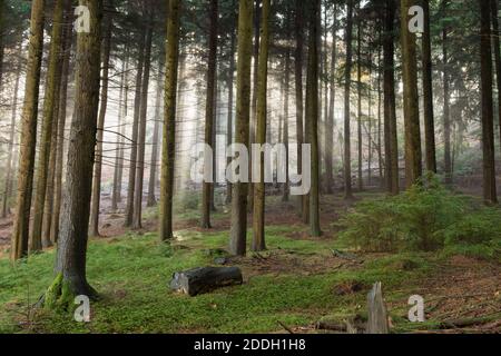 Les rayons du soleil traversent la brume dans les plantations forestières de Hemlock Trees, hauts, cultivés pour le bois. Sussex, Royaume-Uni, novembre Banque D'Images