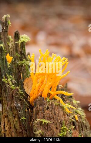 Corne de Stag jaune, champignon sur la souche d'arbre moussy, Calocera viscosa, Sussex, Royaume-Uni, novembre Banque D'Images