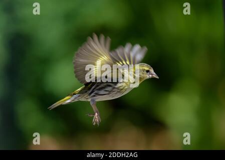 Siskin en gros plan vue de côté de vol Banque D'Images