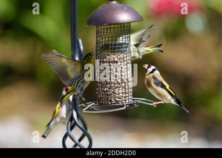 Deux Siskins et deux goldfinches sur un mangeoire à oiseaux Banque D'Images