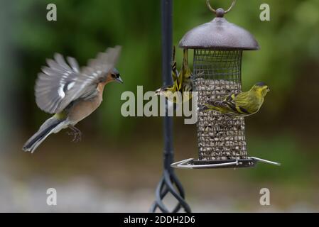 Deux Siskins sur un mangeoire à oiseaux repel un Chaffinch mâle Banque D'Images