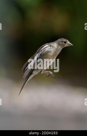 Jeune femme chaffinch planant dans Mid Air Banque D'Images