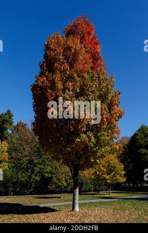 Le Sweetgum, Liquidambar Styraciflua, dans le parc Hagley, Christchurch, Nouvelle-Zélande. Arbre à feuilles caduques originaire d'Amérique du Nord et d'Amérique centrale. Banque D'Images