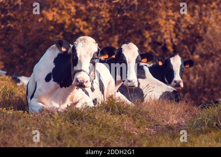 trois vaches avec des taches noires et blanches sur le sol d'herbe et regarder la caméra Banque D'Images