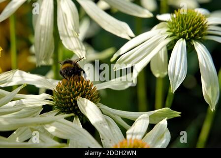 Abeille Bumble à la recherche de nectar dans une grande fleur blanche dans le jardin. Photo de haute qualité Banque D'Images