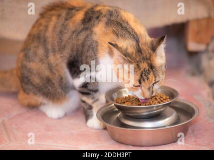 Gros plan de la jolie maison de carapace de tortue domestique chat felis catus alimentation à partir d'un bol en métal à la maison Banque D'Images