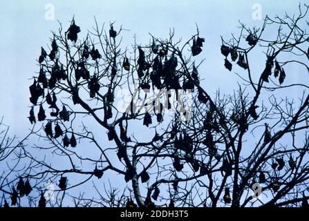 Malaysia Pere Gardens Colony of Bats in Tree Banque D'Images