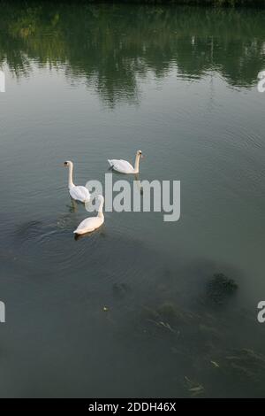 Cygnes blancs nageant dans une rivière, avec de l'eau verte et des algues sous l'eau Banque D'Images