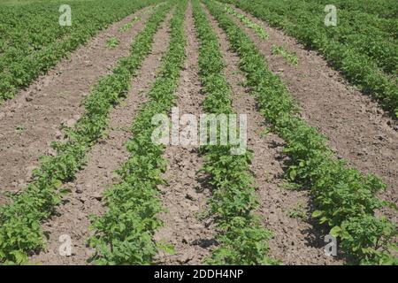 les plantations de pommes de terre poussent dans le champ. les rangées de légumes. l'agriculture, l'agriculture. Banque D'Images