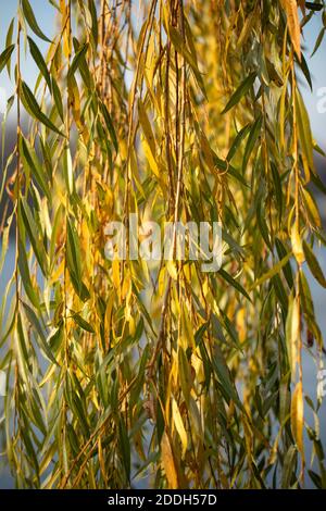 Branches suspendues d'un saule doré pleurant aux couleurs de l'automne, un lac en arrière-plan. Banque D'Images