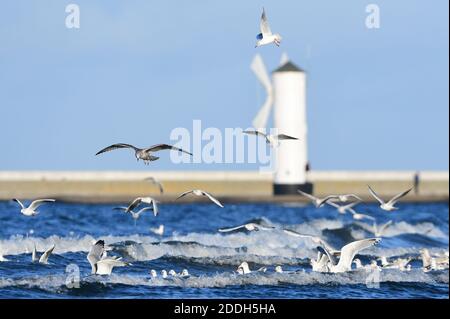 20 novembre 2020, Pologne, Swinemünde: Des goélands survolent devant la balise du moulin sur la plage de la mer Baltique. Photo: Sebastian Kahnert/dpa-Zentralbild Banque D'Images