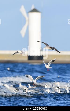 20 novembre 2020, Pologne, Swinemünde: Des goélands survolent devant la balise du moulin sur la plage de la mer Baltique. Photo: Sebastian Kahnert/dpa-Zentralbild Banque D'Images