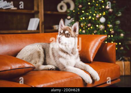 Jeune chiot mignon de la race de chien Husky sibérien mâle jouant et se reposant sur un canapé marron dans la salle de design européen classique, décorée pour le nouvel an Banque D'Images