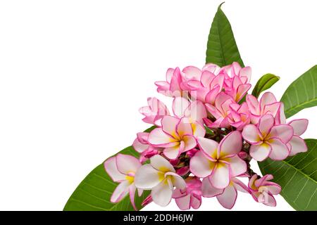 Frangipani rose isolé sur fond blanc avec chemin d'écrêtage, espace de copie Banque D'Images