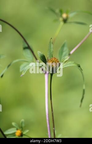 Fleur jaune dorée au soleil un jour d'été sur fond vert. Bidens frondosa ou des tiques de bur-marigold ou de mendiants ou des poux de mendiant. Banque D'Images