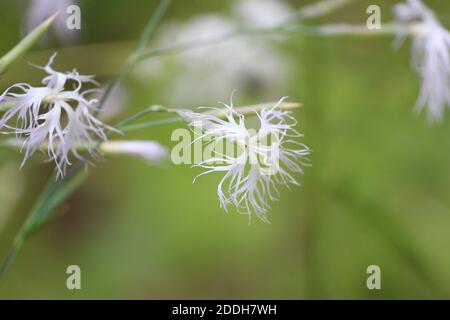 Délicates belles fleurs blanches de Dianthus superbus avec des pétales comme des plumes légères et moelleuses lors d'une journée d'été sur un fond de forêt verte floue. Banque D'Images