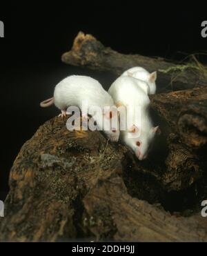 Souris blanche, mus musculus, adultes debout sur Stump Banque D'Images