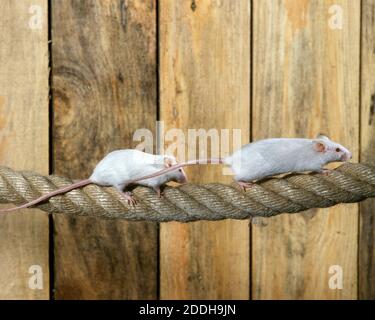 Souris blanche, mus musculus, adultes debout sur corde Banque D'Images